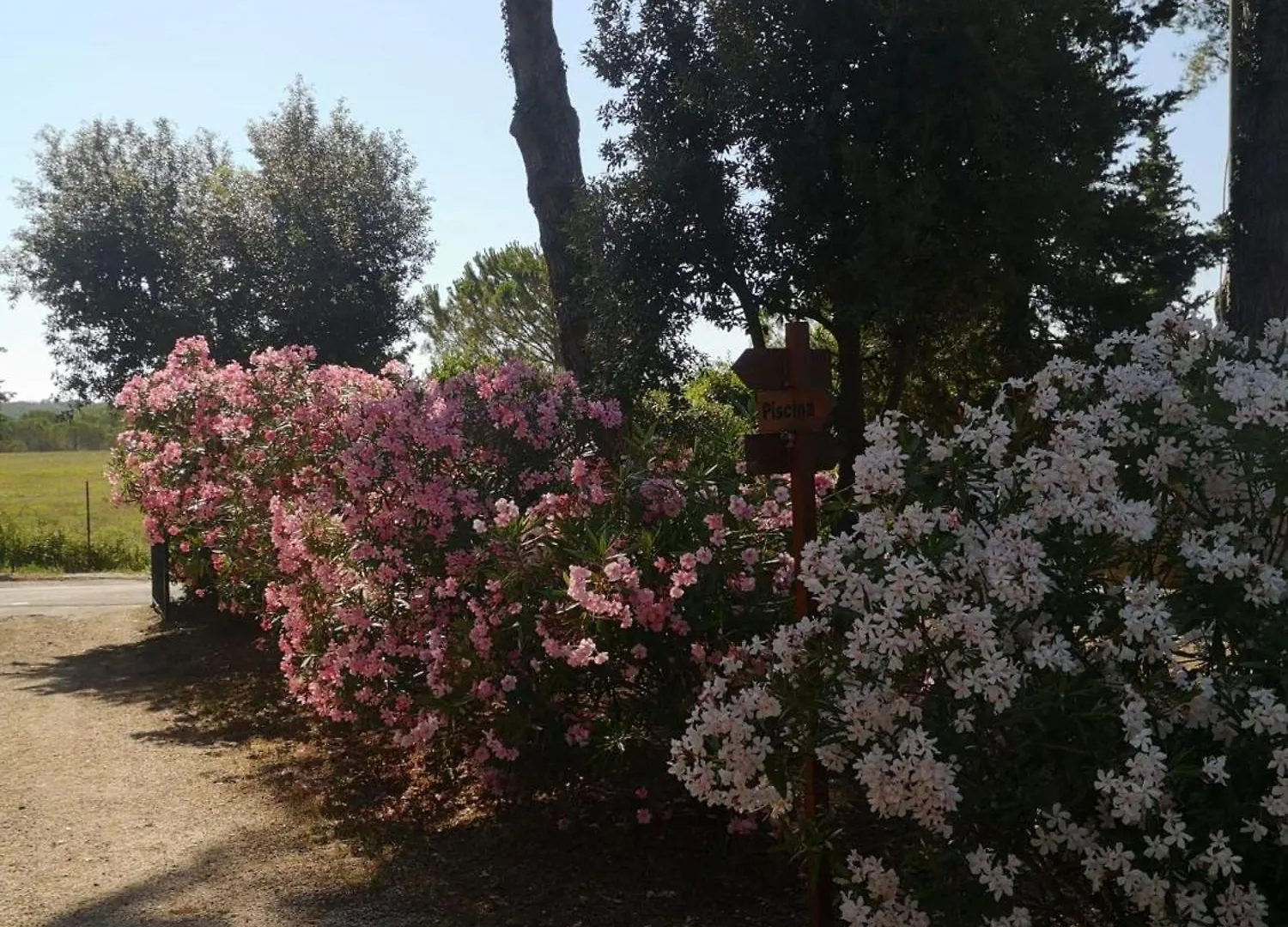 Podere Simonetta - A3 Cecina