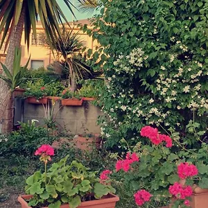 Stella Cecina (Livorno)